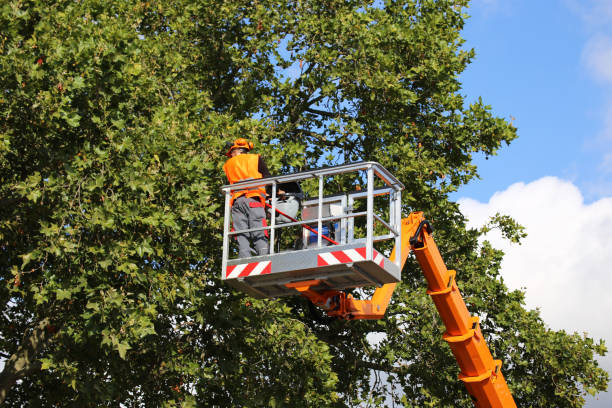 Best Hedge Trimming  in Longview, TX