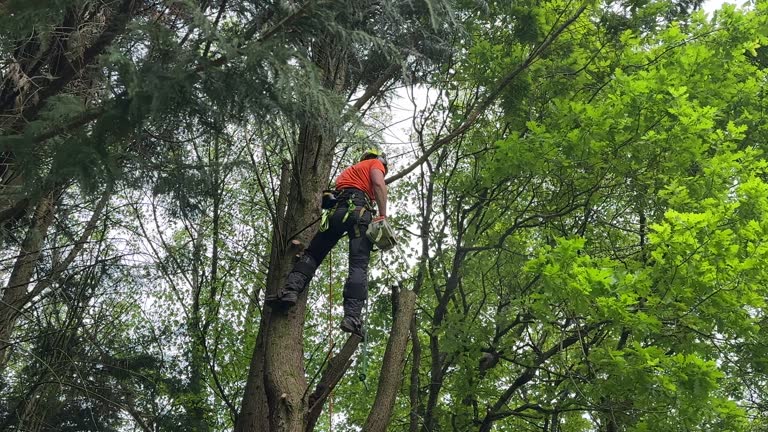 Best Commercial Tree Services  in Longview, TX