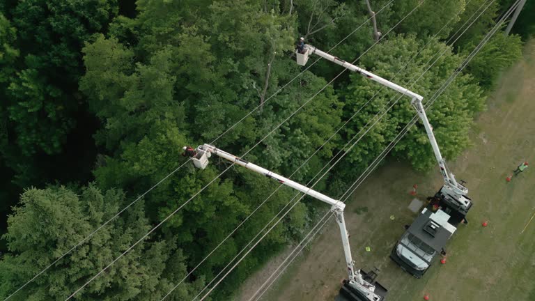 Best Tree Maintenance Programs  in Longview, TX