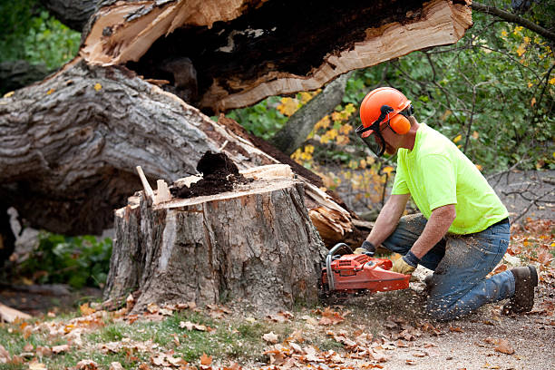Best Leaf Removal  in Longview, TX