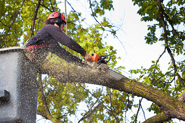 Best Tree and Shrub Care  in Longview, TX