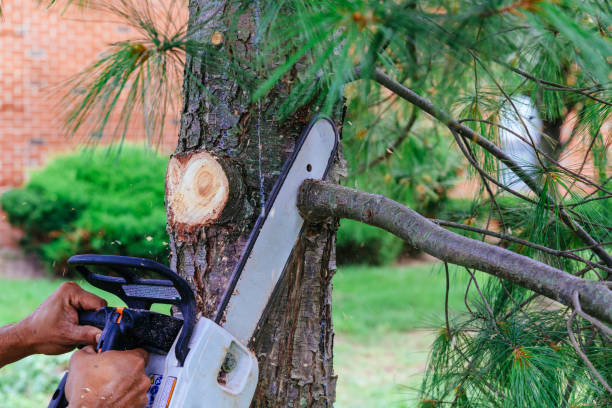 How Our Tree Care Process Works  in  Longview, TX